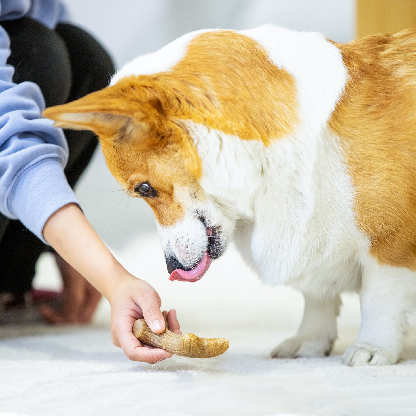 Dog Chew Wooden Antler